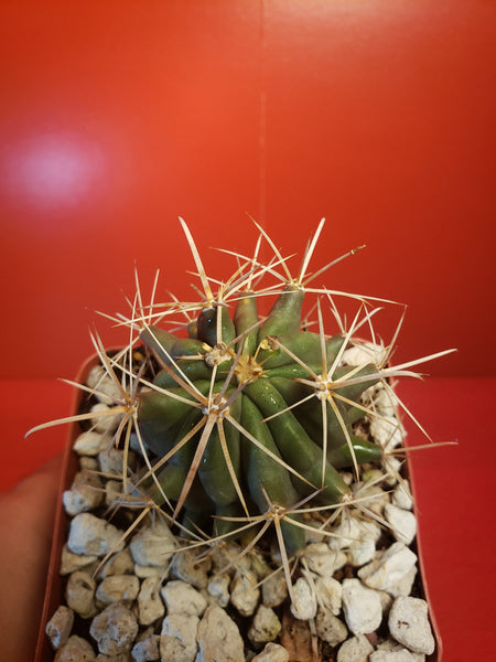 Ferocactus glaucensis - Blue Barrel Cactus