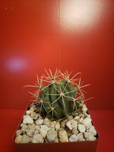 Ferocactus glaucensis - Blue Barrel Cactus