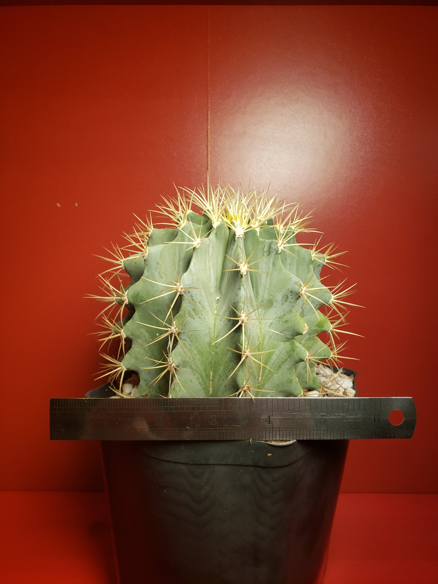 Ferocactus glaucensis - Blue Barrel Cactus