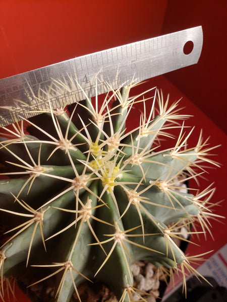 Ferocactus glaucensis - Blue Barrel Cactus