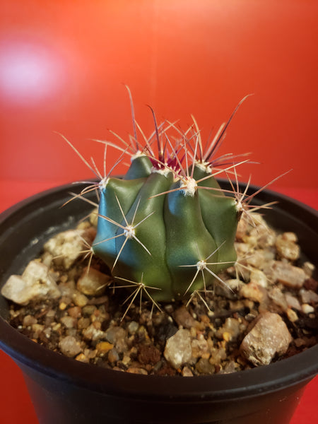 Ferocactus Sp.