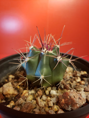 Ferocactus