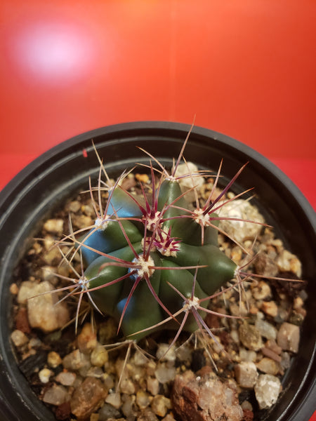 Ferocactus Sp.