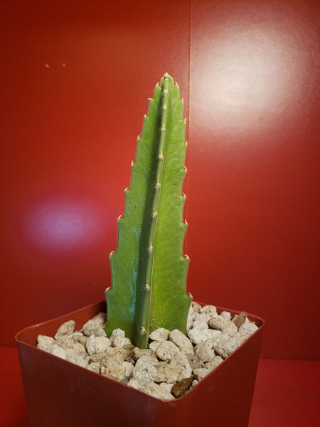 Stapelia gigantea - Carrion Plant - Zulu Giant