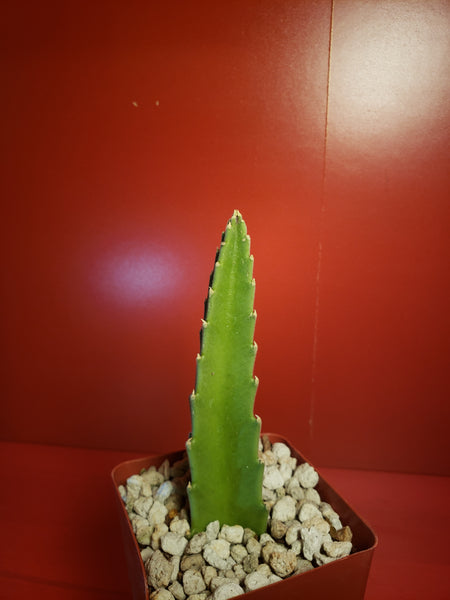 Stapelia gigantea - Carrion Plant - Zulu Giant