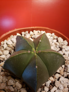 Astrophytum myriostigma nudum - Bishops Cap