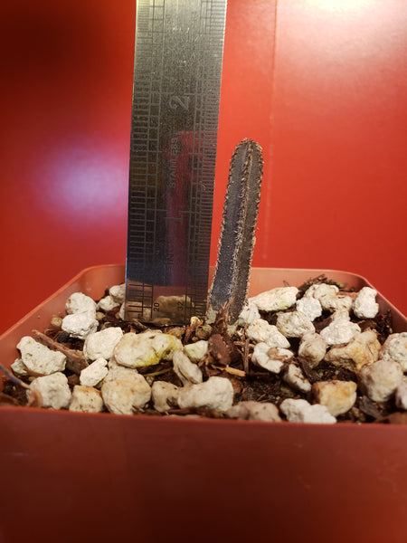 Peniocereus greggii - Arizona Queen of the Night