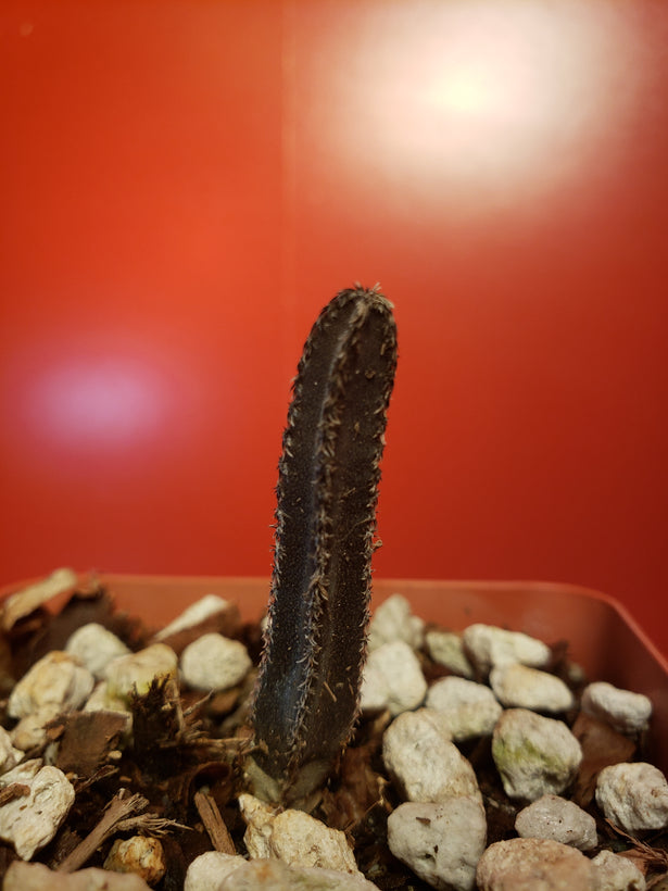 Peniocereus