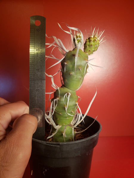 Paper Thorn Cactus - Tephrocactus articulatus var papyracanthus