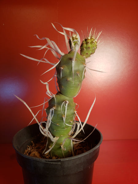 Paper Thorn Cactus - Tephrocactus articulatus var papyracanthus