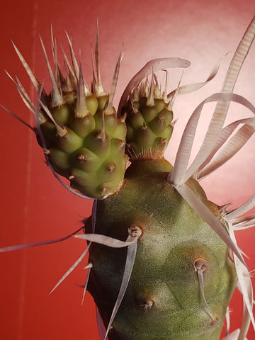 Paper Thorn Cactus - Tephrocactus articulatus var papyracanthus