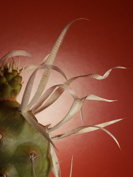 Paper Thorn Cactus - Tephrocactus articulatus var papyracanthus