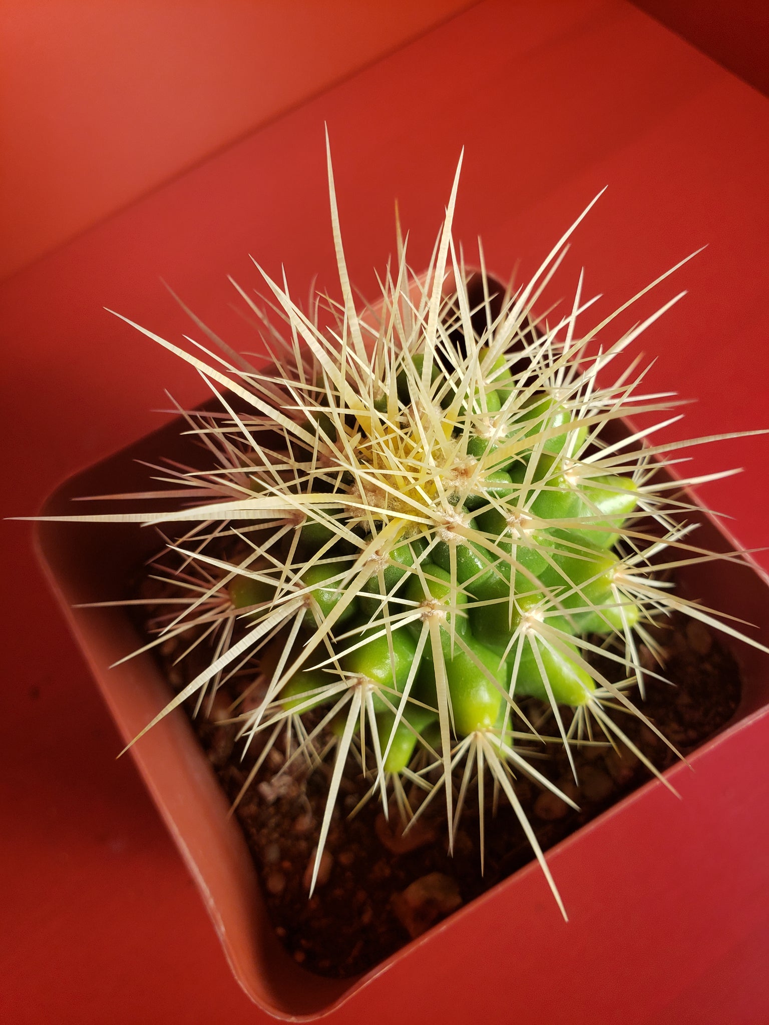 Golden Barrel Cactus - Echinocactus grusonii