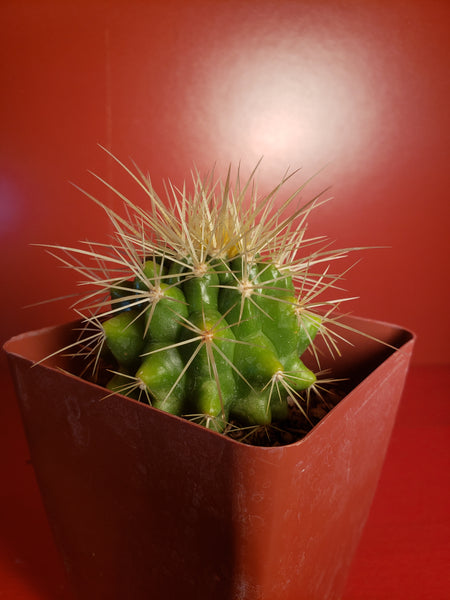 Golden Barrel Cactus - Echinocactus grusonii