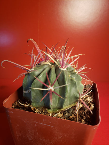 Ferocactus latispinus - Devils Tongue Barrel Cactus