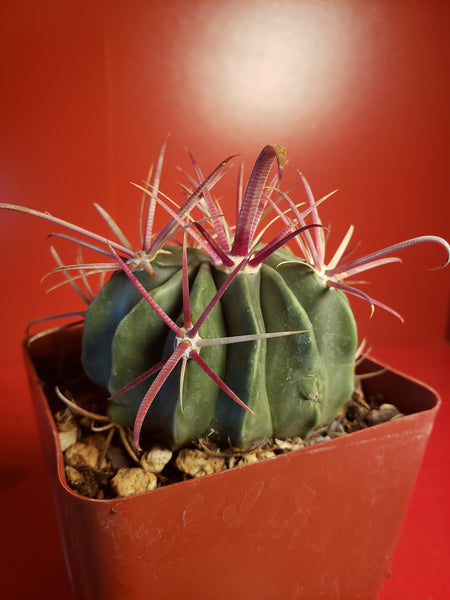 Ferocactus latispinus - Devils Tongue Barrel Cactus