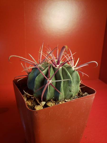 Ferocactus latispinus - Devils Tongue Barrel Cactus