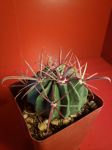 Ferocactus latispinus - Devils Tongue Barrel Cactus