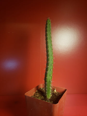 Harrisia bonplandii - Giant Red Dragon Apple Cactus