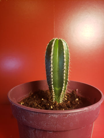 Mexican Fencepost Cactus - Lophocereus marginatus