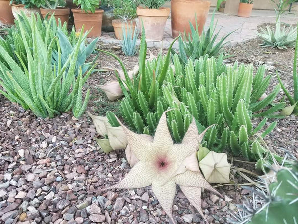 Stapelia gigantea - Carrion Plant - Zulu Giant